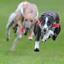 Foto-Forum BEFO-2014-  017